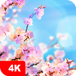 Frühling Hintergrundbilder 4K