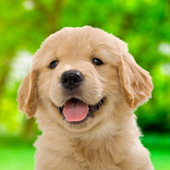 Simulator Anak Anjing