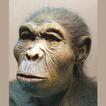 Evolution icon