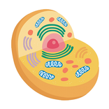 Cell Organelles