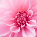 Pink Wallpapers HD Offline