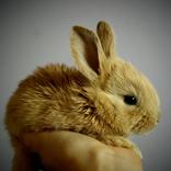 Rabbit Unroll