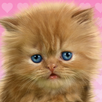 Baby Cat, Cute Live Wallpaper APK