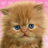 Baby Cat, Cute Live Wallpaper