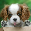 Licking dog, licking cat, animals licking screen APK