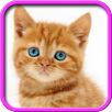Talking, Dancing Cat. APK