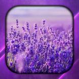 Lavender Live Wallpaper