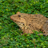 East Asian Frog Sounds