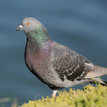 Pigeon Sounds