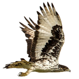 Eagle Attack 2