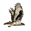 Eagle Attack ไอคอน