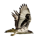 Eagle Attack