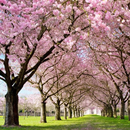 Spring Cherry Blossom Live APK