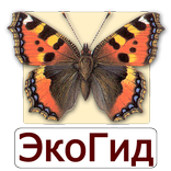 ”ЭкоГид: Дневные бабочки