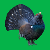 Decoy on forest bird APK