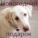 Новогодний подарок