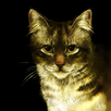 Коты-Воители. Справочник APK
