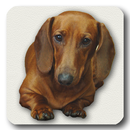 닥스훈트 슬픈 노래 APK