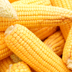 Corn Aesthetic Wallpaper APK