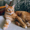 Cat Aesthetic Lockscreen APK
