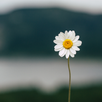 Daisy Aesthetic Wallpaper APK