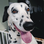 Dalmatian Wallpaper icon