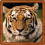 Wildlife Sounds
