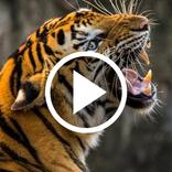 ”Tiger Videos Live Wallpaper 4k
