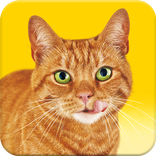 Go-Cat® Call Your Cat