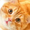 Cat Ringtones APK