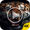 Video Wallpaper For Samsung S APK