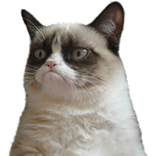 Cat Memes