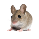 Исполнитель